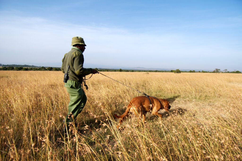 Kicheche Laikipa Active Ol Pejeta dog tracking 1 1