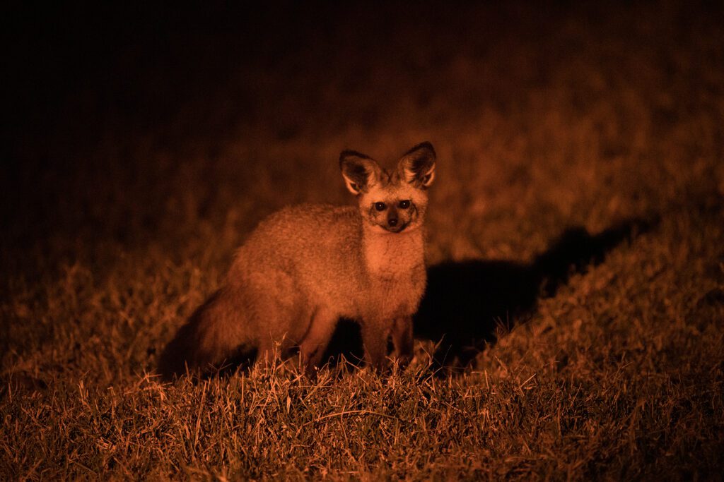 Kicheche Laikipia Active Night Game drive bat eared fox