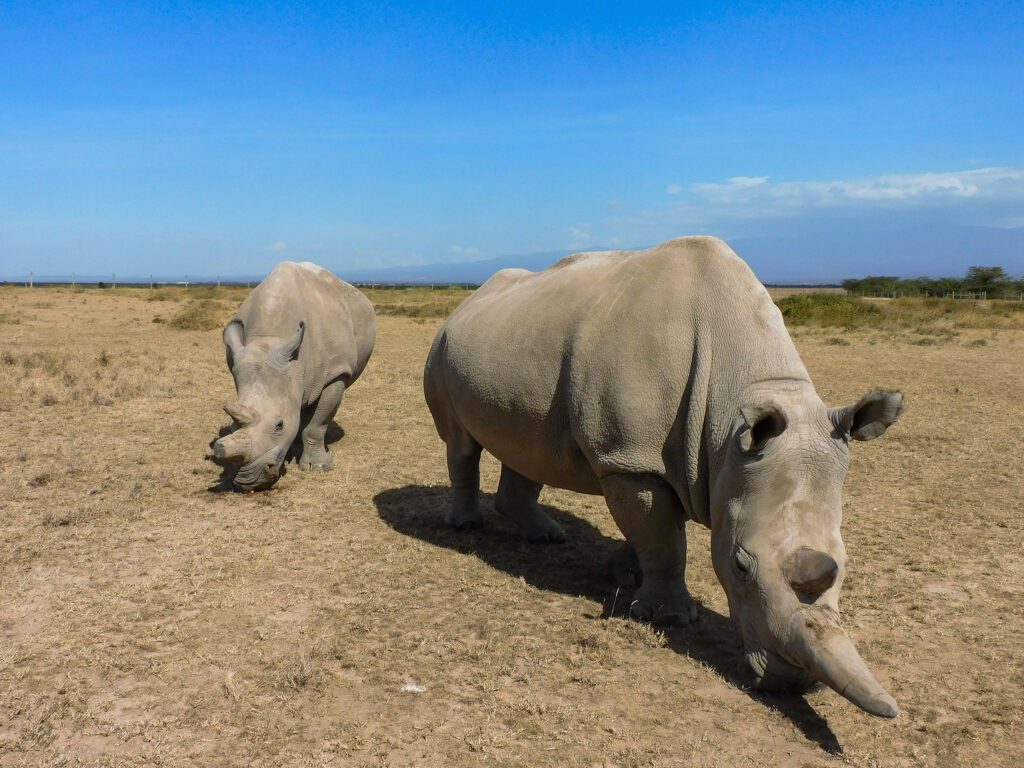 Kicheche Laikipia Active Northen White Rhino