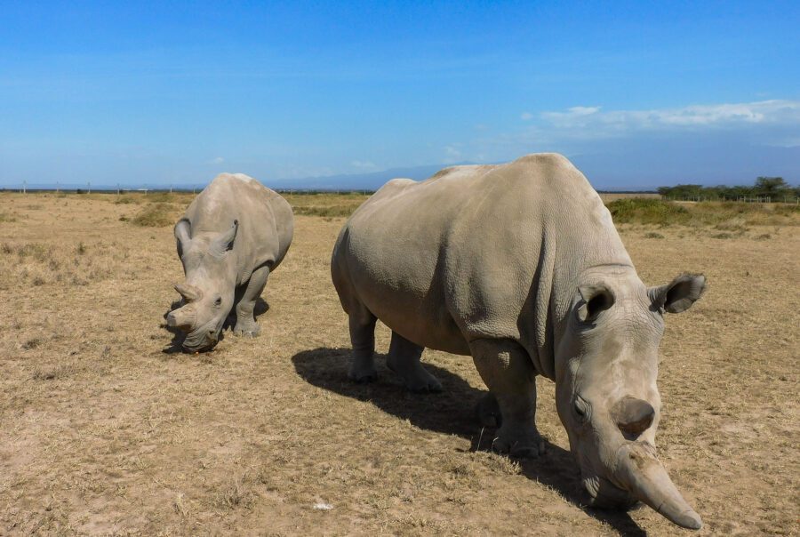 Kicheche Laikipia Active Northen White Rhino