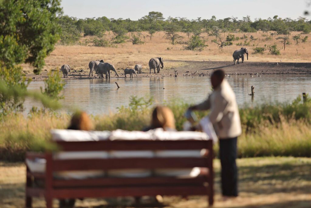Kicheche Laikipia breakfast with elephants near camp waterhole