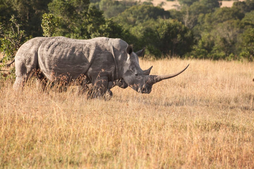Kicheche Laikipia northern Active white rhino