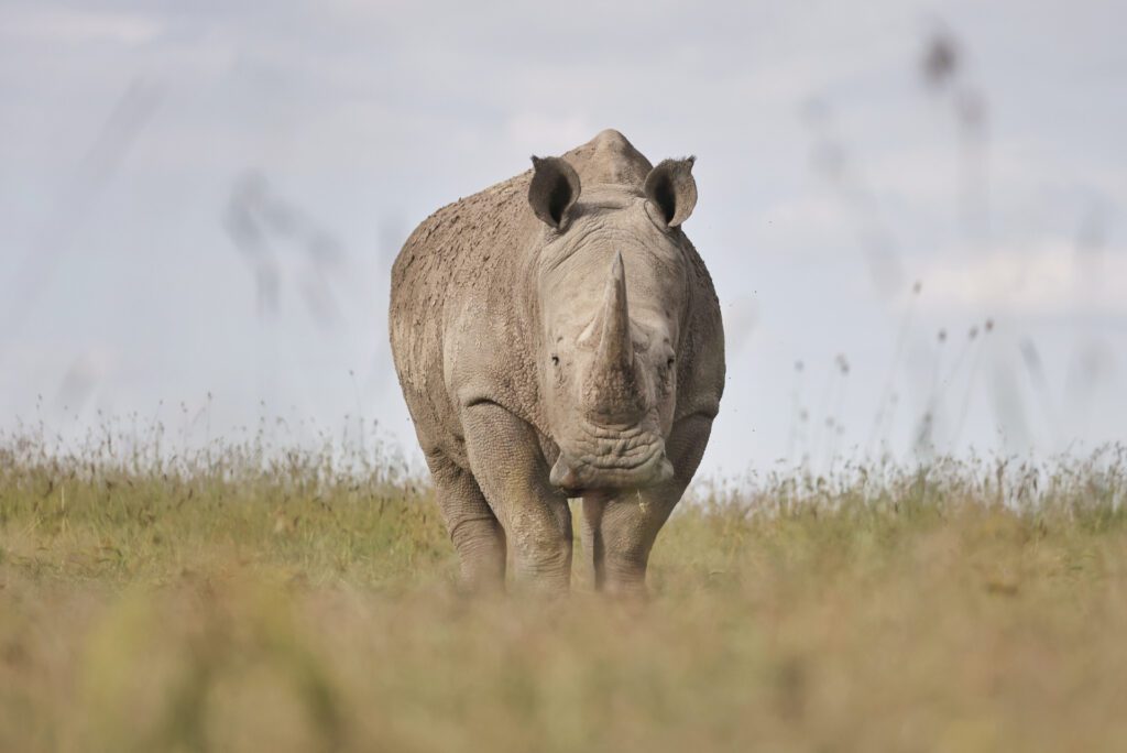 Kicheche Conservancy Safari Southern white rhino