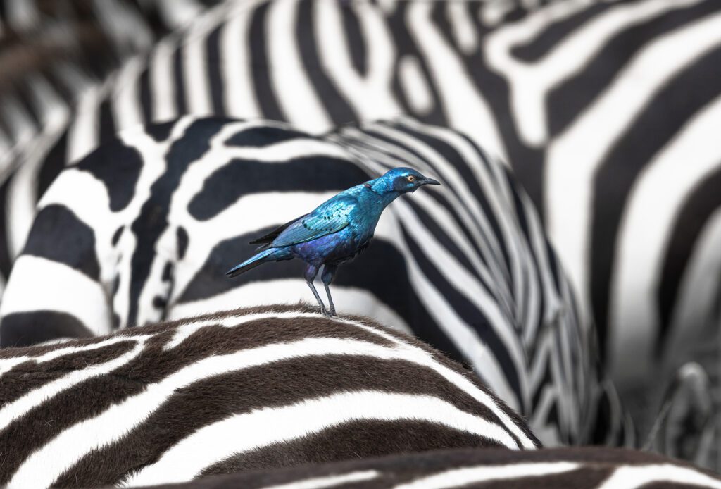 Kicheche Conservancy Safari birding