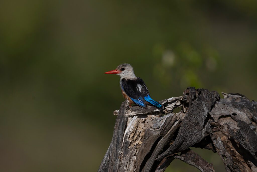 Kicheche Conservancy Safari birding kingfisher