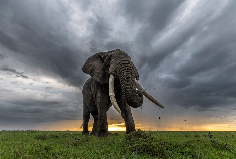 Kicheche Conservancy Safari elephant sunrise