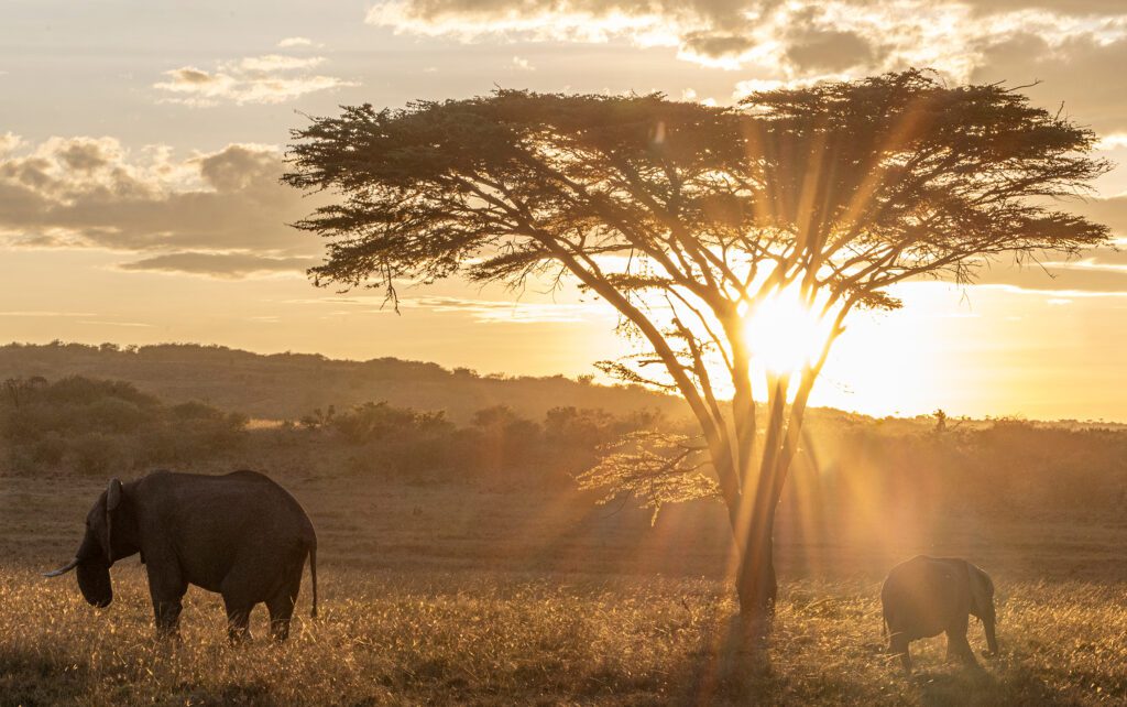 Kicheche Conservancy Safari elephants