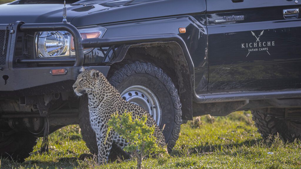 Kicheche Conservancy Safari leopard with game vehicle