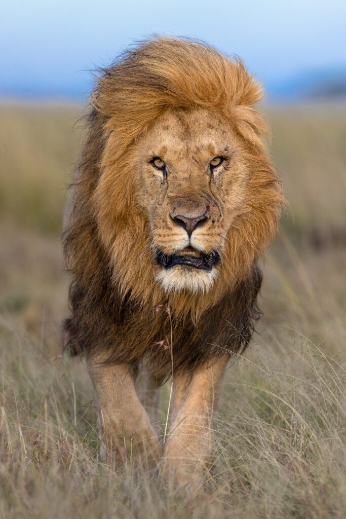 Kicheche Conservancy Safari lion