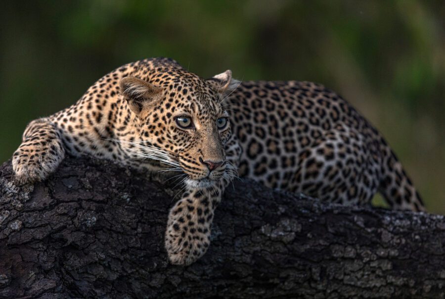 Kicheche leopard on rock