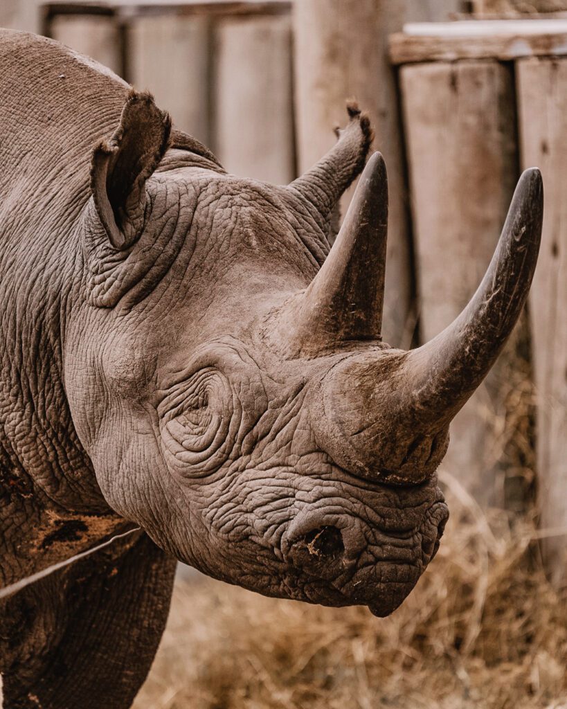 Simply Laikipia Kicheche Laikipia Baraka the blind rhino