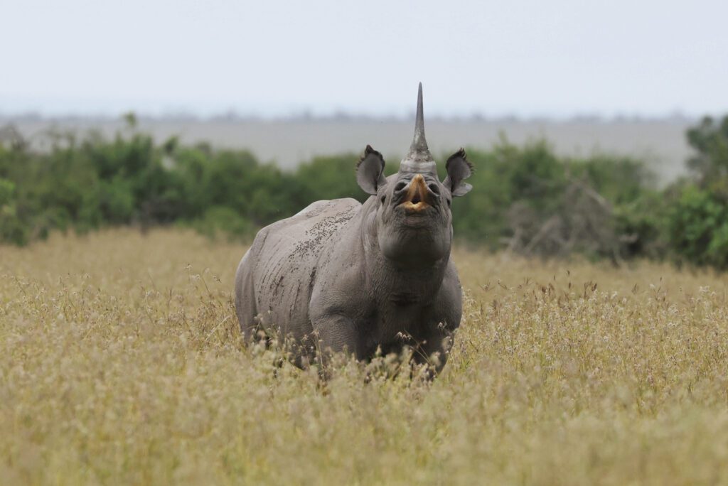 Simply Laikipia Kicheche Laikipia Black rhino