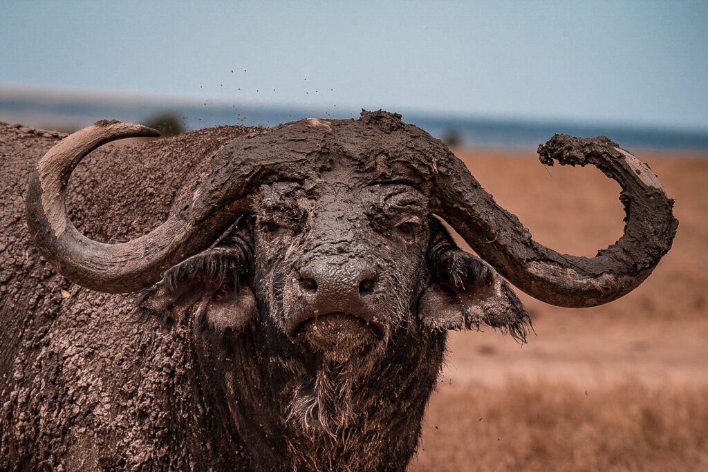 Simply Laikipia Kicheche Laikipia Buffalo