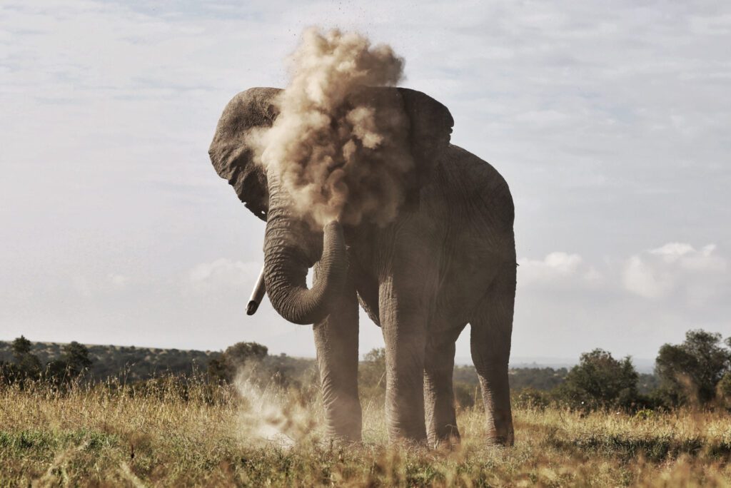 Simply Laikipia Kicheche Laikipia Elephant dusting