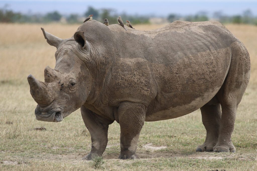 Simply Laikipia Kicheche Laikipia Southern white rhino