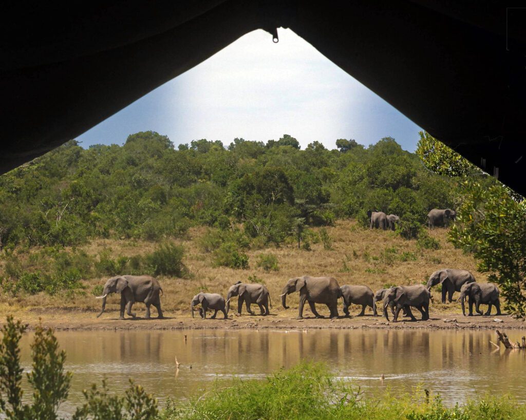 Simply Laikipia Kicheche Laikipia elephant
