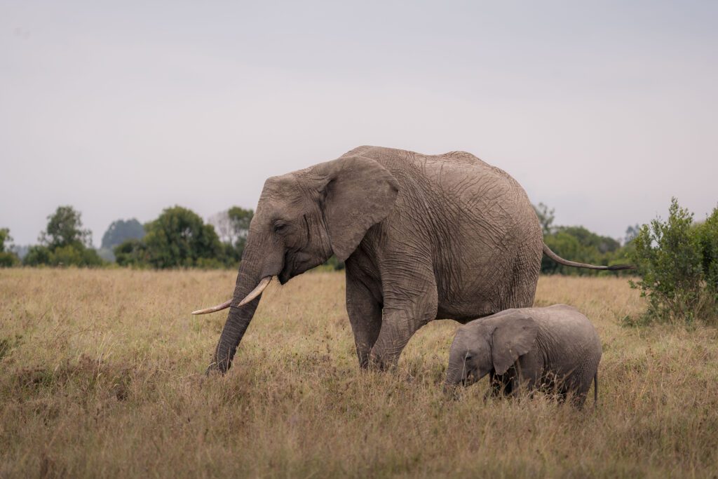 Simply Laikipia Kicheche Laikipia elephant with calf