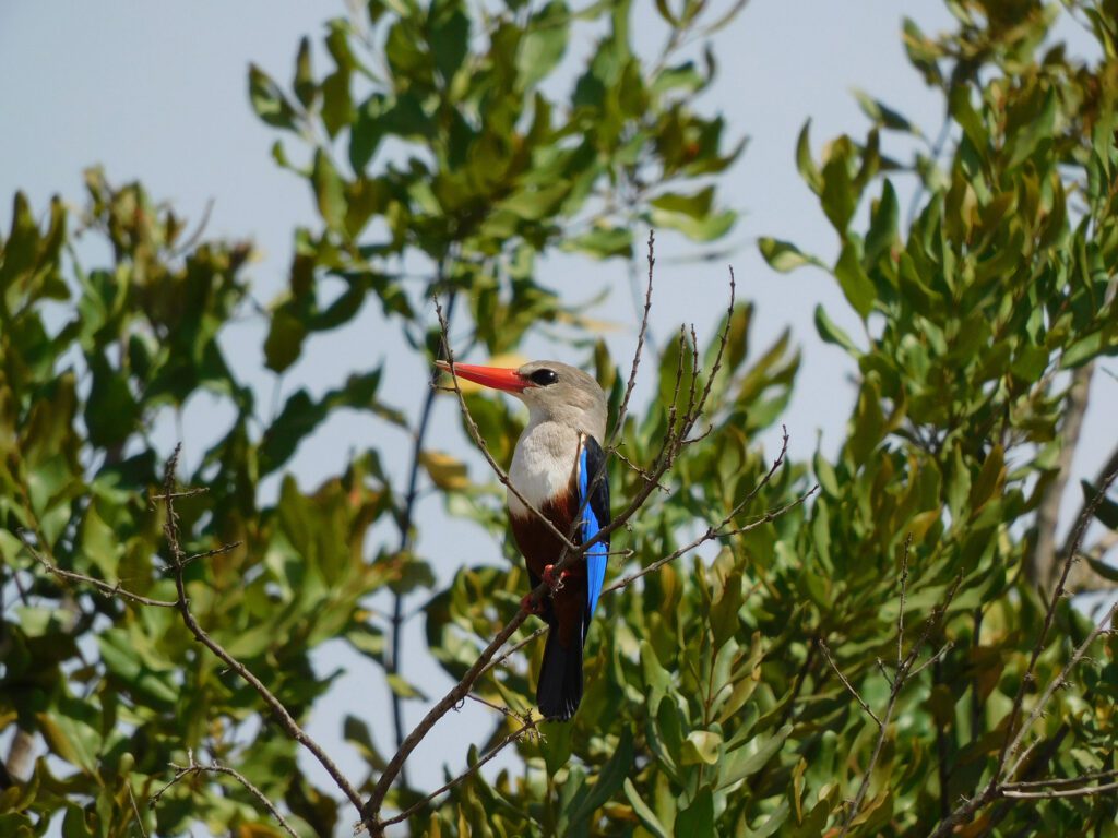 Simply Laikipia Kicheche Laikipia kingfisher