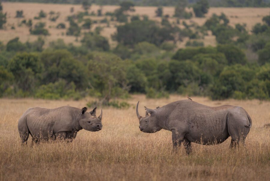 Simply Laikipia Kicheche Laikipia rhinos