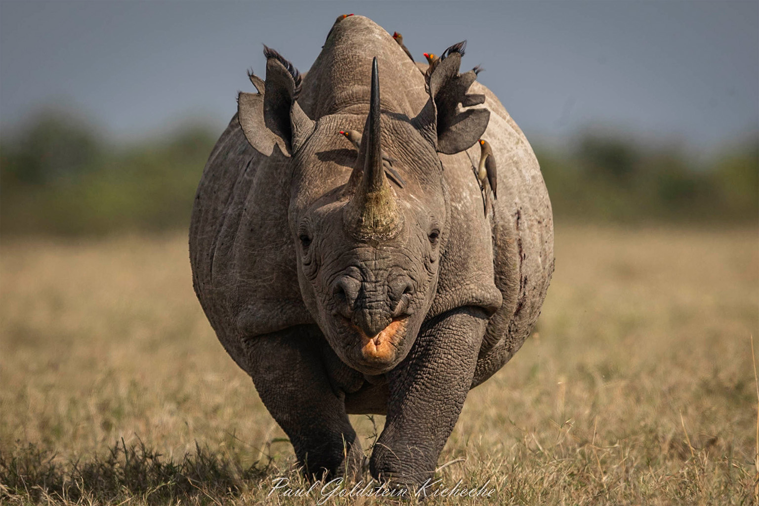 Kicheche spot of the week black rhino kicheche laikipia olpejeta