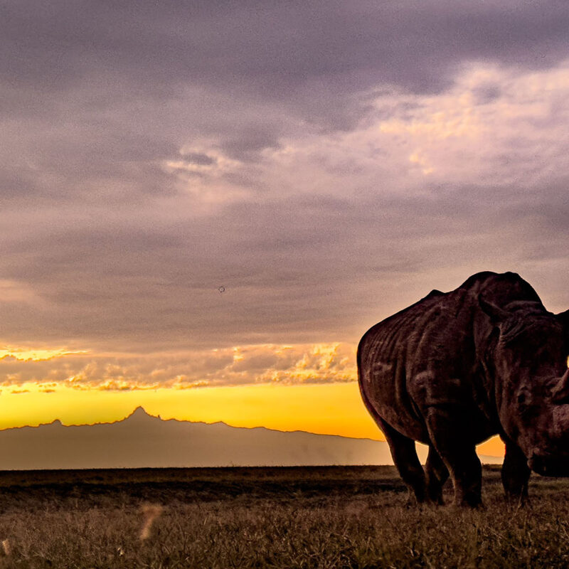 Kicheche spot of the week southern white rhino kicheche laikipia olpejeta