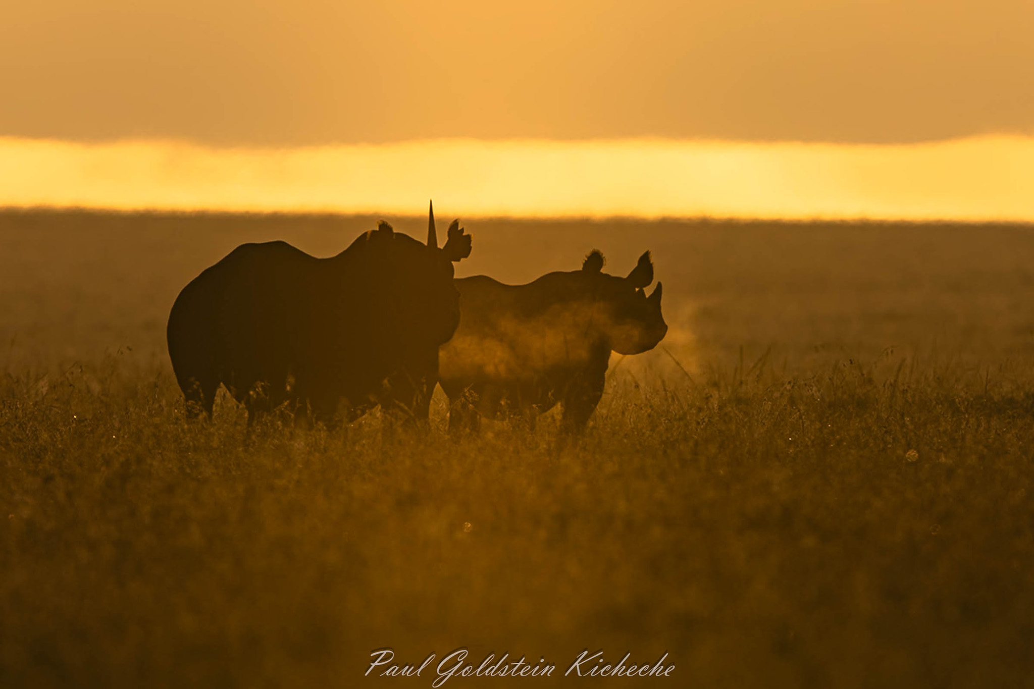 Kicheche spot of the week black rhino with golden light kicheche laikipia olpejeta