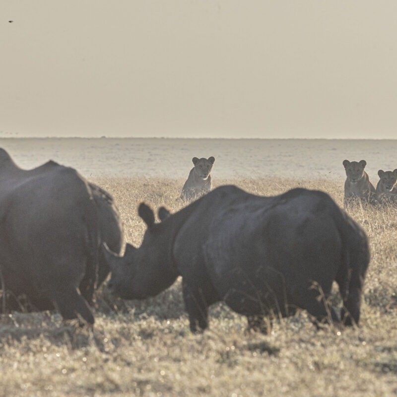 Kicheche Camps Spot of the Week - Black Rhino and Lions