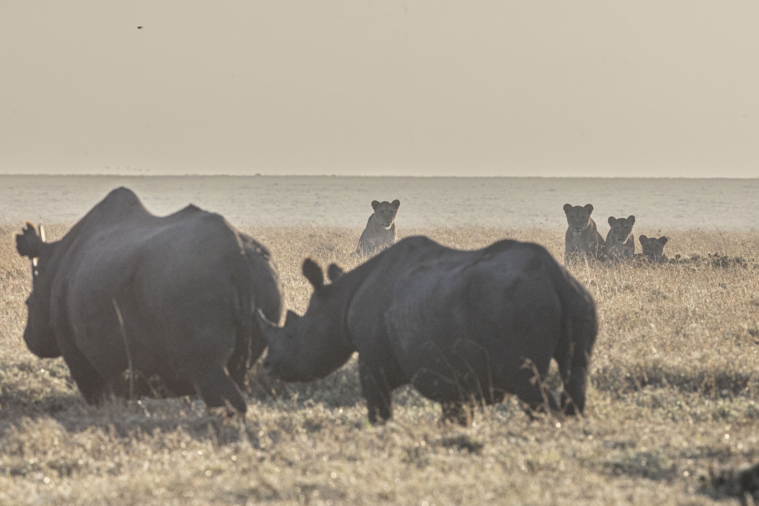 Kicheche Camps Spot of the Week - Black Rhino and Lions