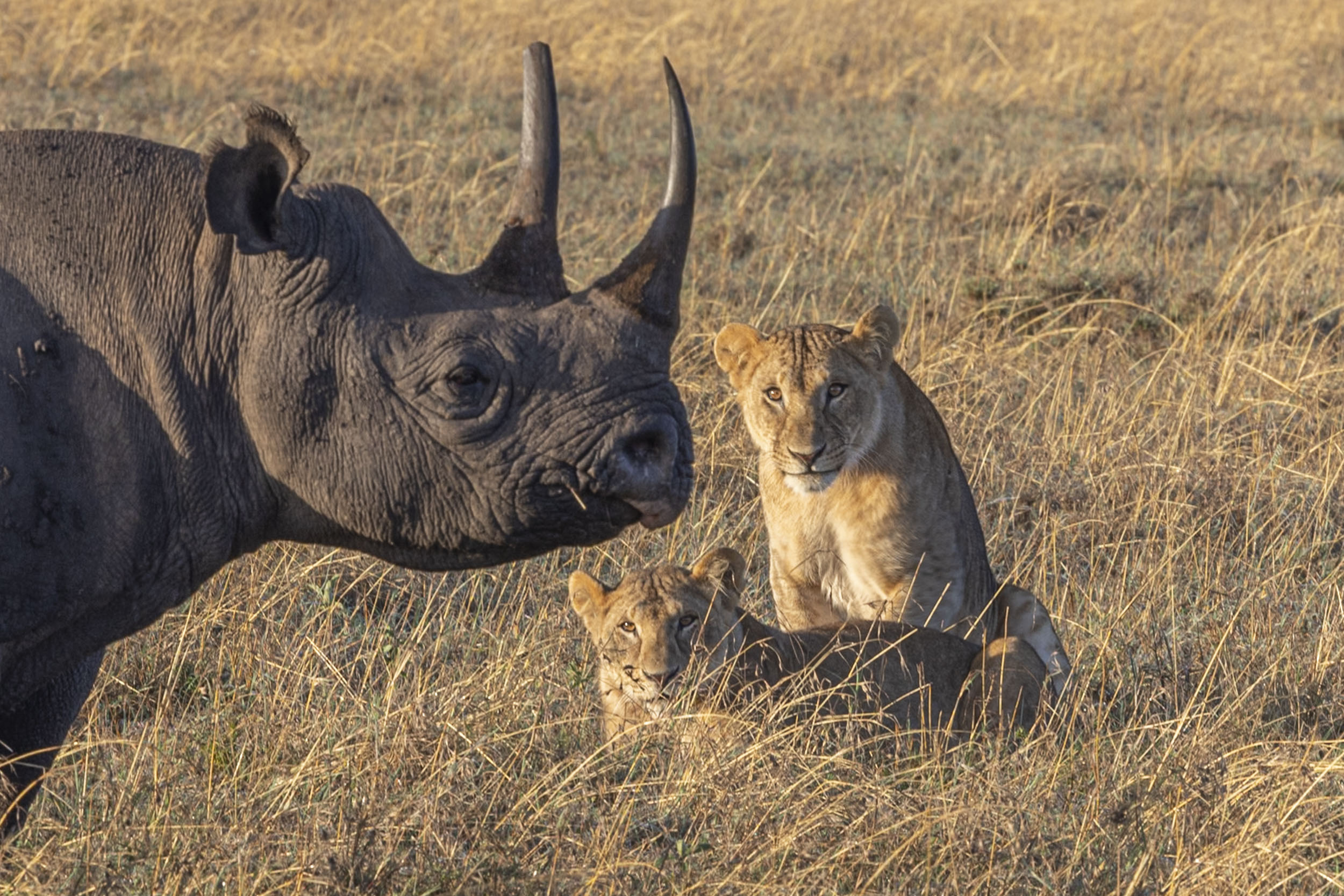 Kicheche Camps Spot of the Week - Black Rhino and Lions