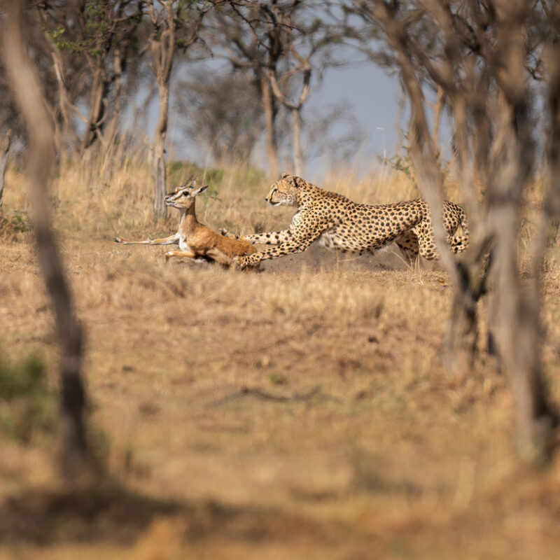 Kicheche Spot of the Week Cheetah Kulete hunt