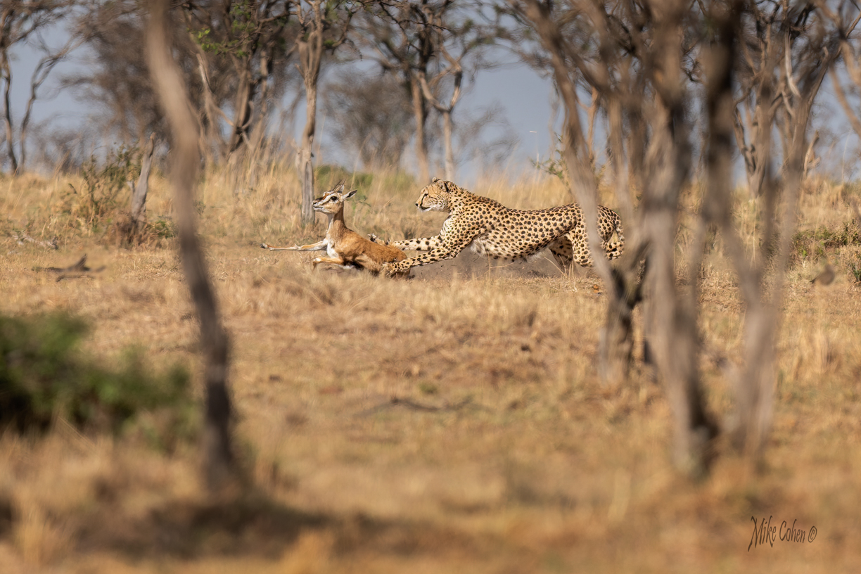 Kicheche Spot of the Week Cheetah Kulete hunt