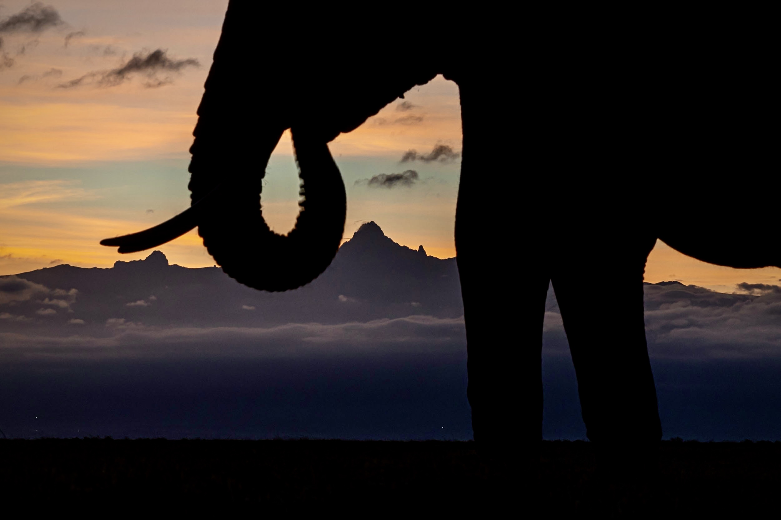 Kicheche Camps Spot of the Week - Elephant Mount Kenya sunrise