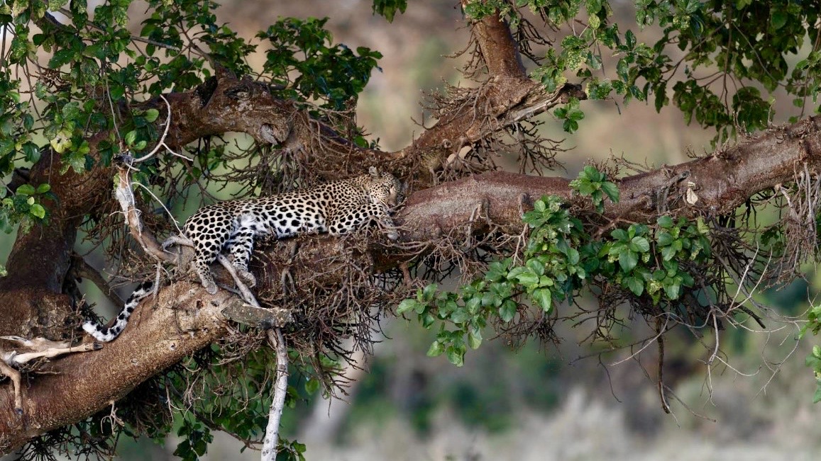 Kicheche Camps Spot of the Week - Leopard Nalangu
