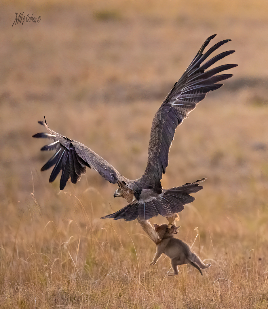 Kicheche Spot of the Week Tawny Eagle hunts a jackal pup Kicheche Valley Naboisho ©MikeCohen