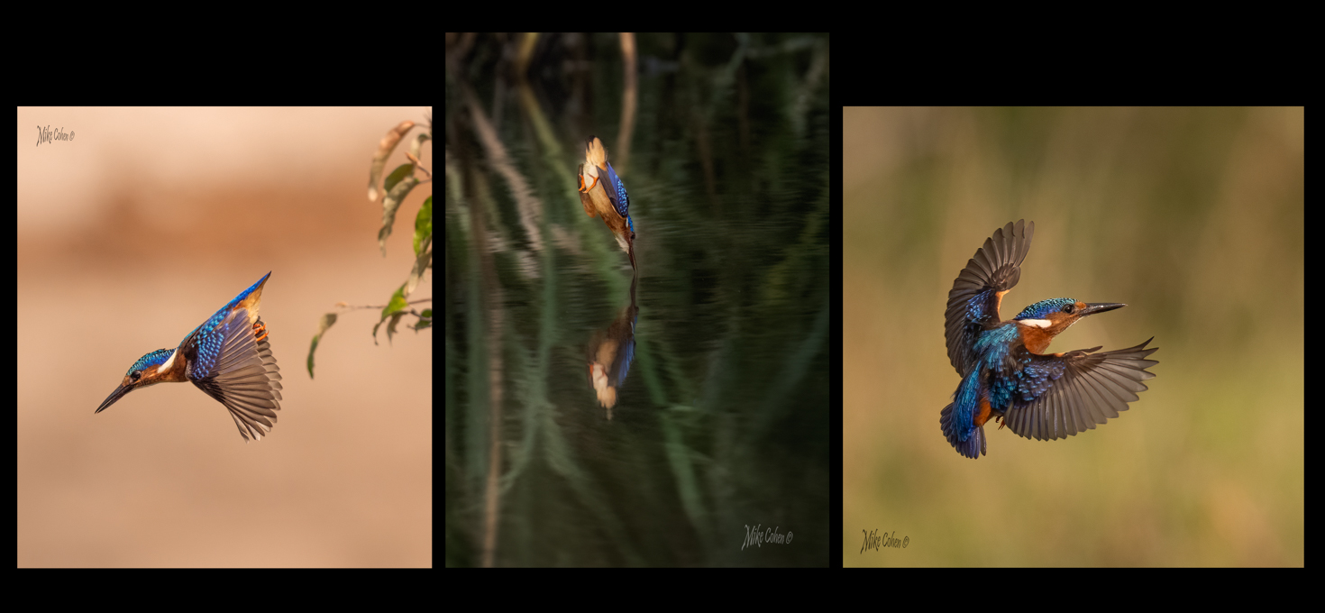 Kicheche Spot of the Week - Malachite Kingfishers - Kicheche Mara North