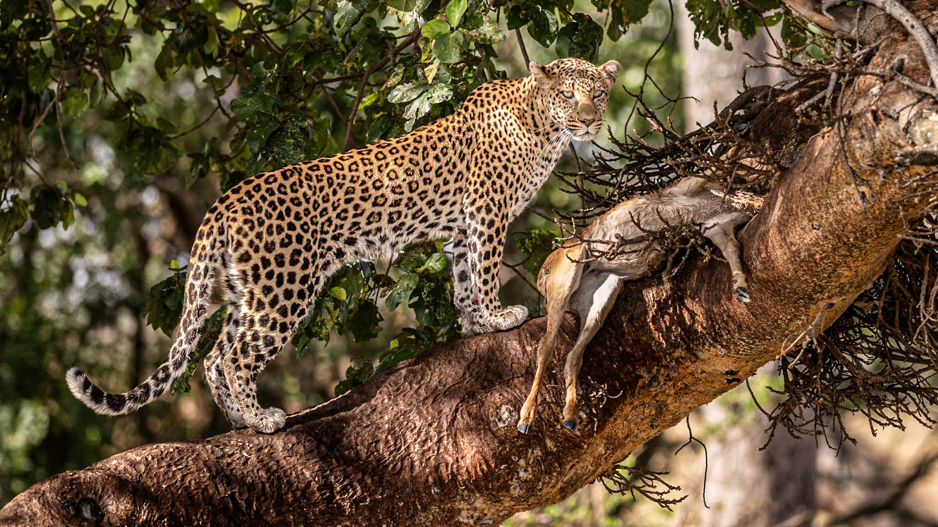 Kicheche Camps Spot of the Week - Leopard Nalangu -Purrmanent Resident