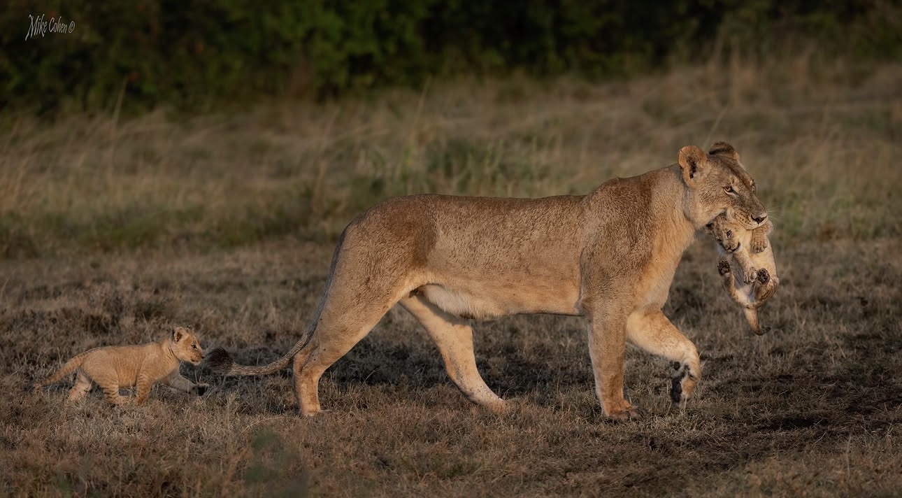 Kicheche Spot of the Week - Iseketa female lion carrying cubs